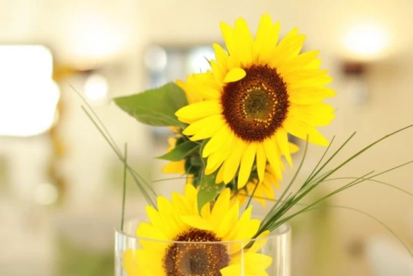 Dekoracija venčanja sa suncokretima – Club Easy